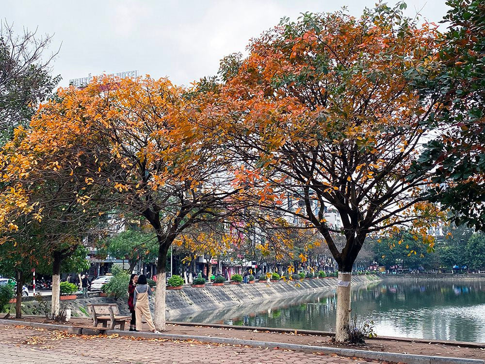 chăm sóc duy trì cây xanh cảnh quan đô thị tại Hà Nội