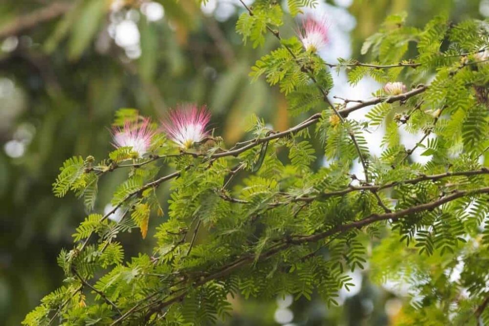 Cây Me Tây loài cây bóng mát có hoa đẹp | Cây Xanh Đại Ngàn