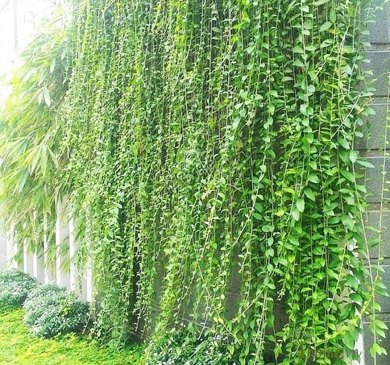 Tường cây xanh Cúc Tần Ấn Độ | Cây Xanh Đại Ngàn