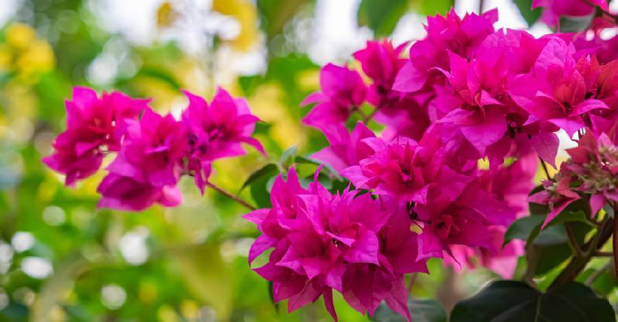 Cây Hoa Giấy trang trí giàn cổng, cây trồng ban công đẹp | Cây Xanh Đại Ngàn