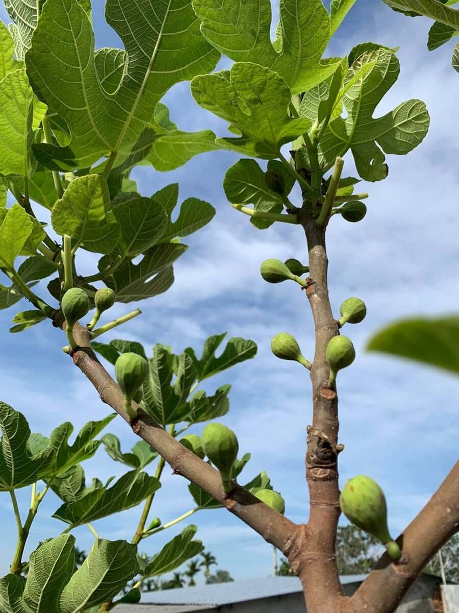 Cây Sung Mỹ - Cây ăn quả độc lạ mang nhiều giá trị dinh dưỡng cao