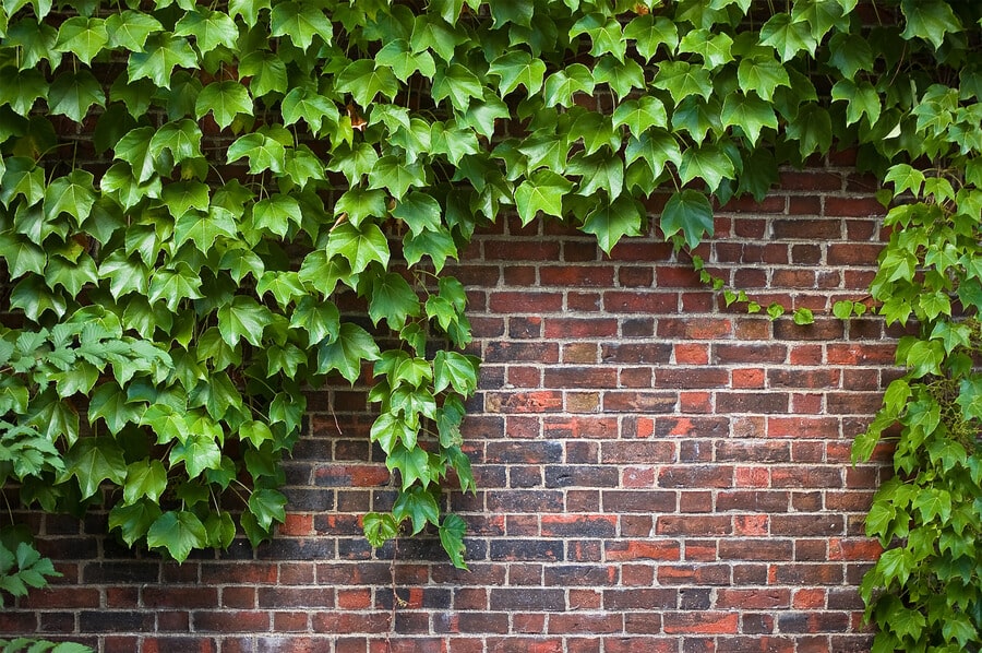 Cây dây leo trang trí tường cây xanh Thường Xuân | Cây Xanh Đại Ngàn