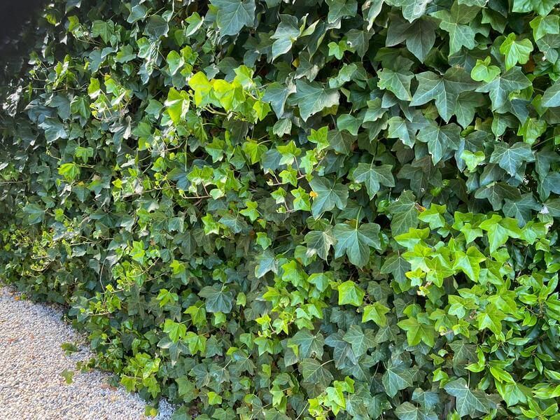 Cây dây leo trang trí tường cây xanh Thường Xuân | Cây Xanh Đại Ngàn