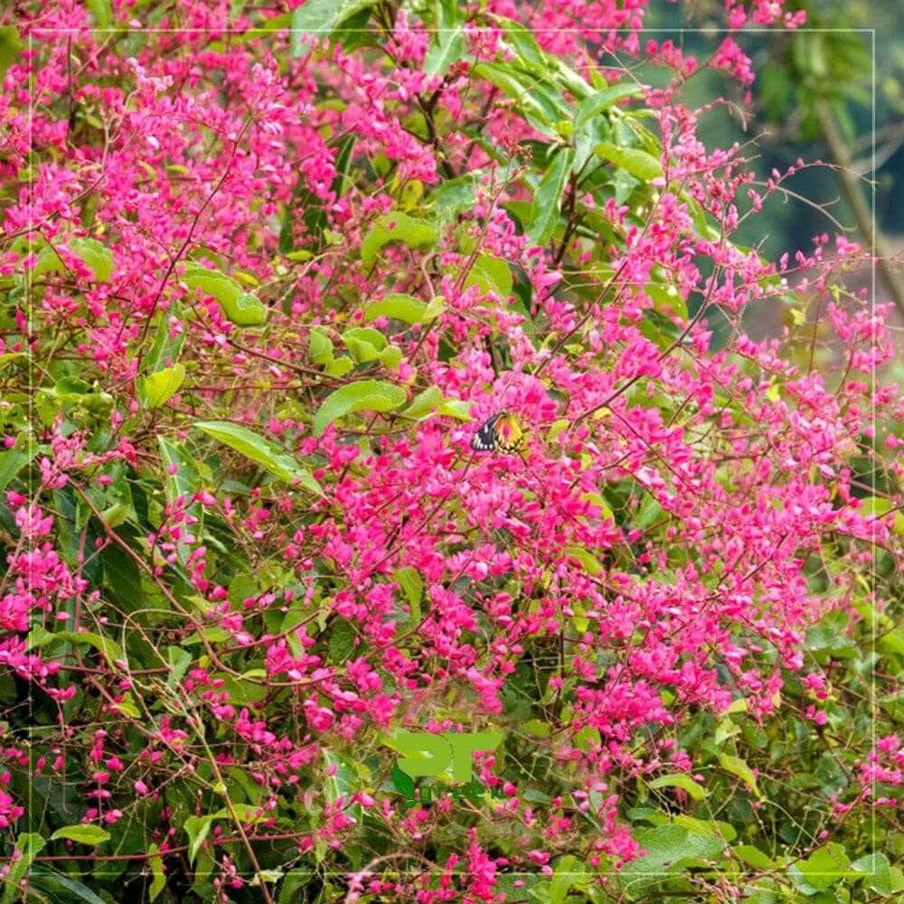 Hoa Ti Gôn cây dây leo trang trí giàn cổng, ban công, tường cây xanh đẹp | Cây Xanh Đại Ngàn