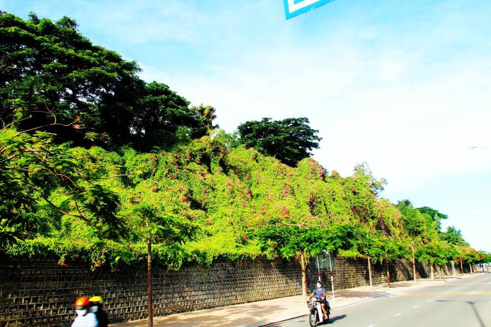 Cây Hoa Tigon leo giàn trang trí cổng, ban công, tường cây xanh đẹp | Cây Xanh Đại Ngàn
