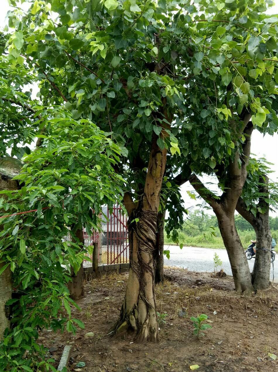 Cách trồng cây Bồ Đề