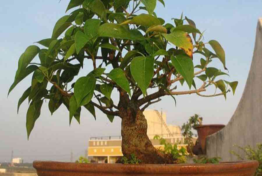 Cây Bồ Đề bonsai