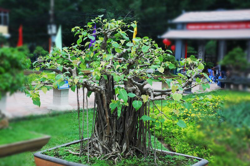 chậu Bồ Đề bonsai đẹp
