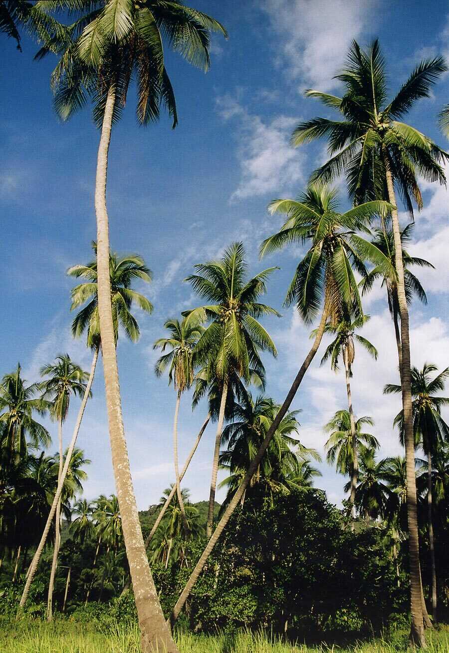 Giống cây Dừa công trình phổ biến