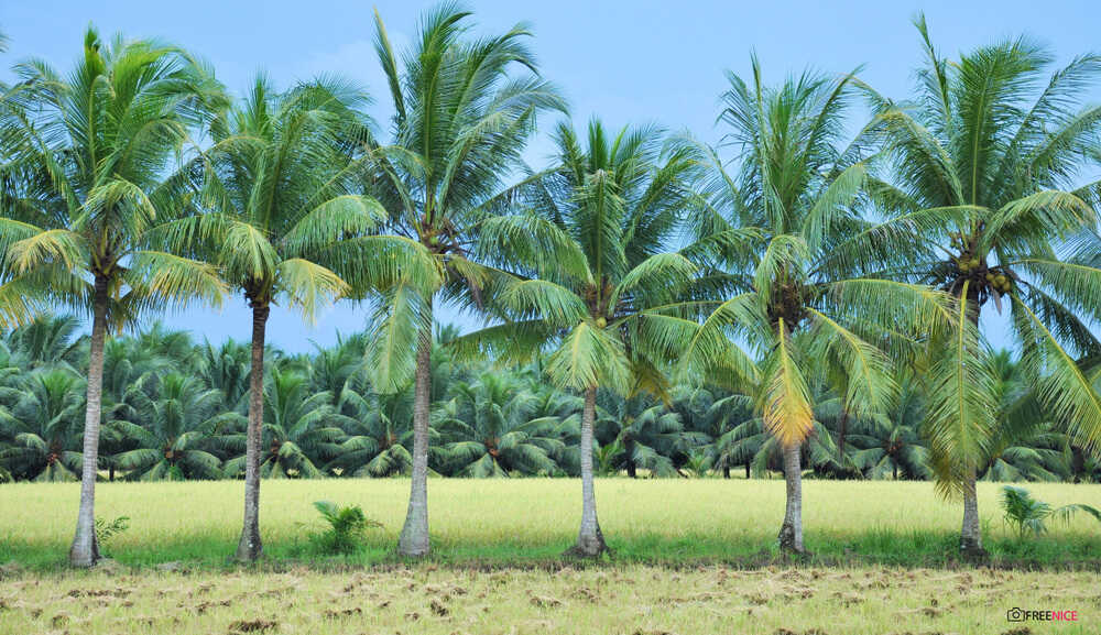 Mua bán cây dừa công trình, dừa cảnh giá sỉ | Cây Xanh Đại Ngàn