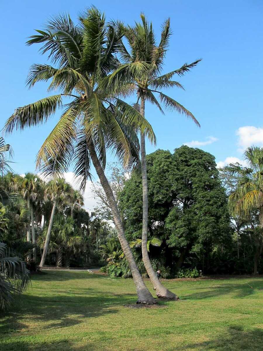 Cây Dừa công trình resort