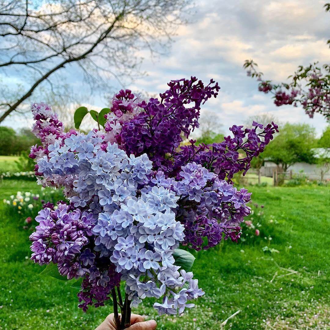 các cây có hoa màu tím đẹp nhất | Cây Xanh Đại Ngàn