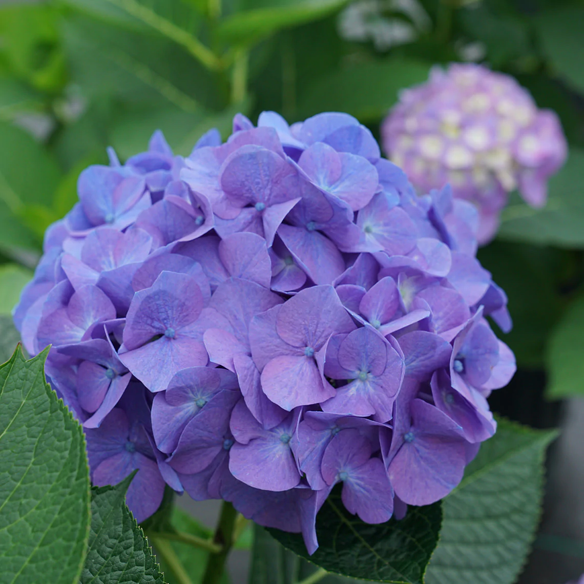 Hoa Cẩm Tú Cầu màu tím