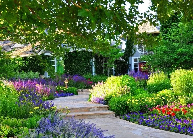 cây lavender hoa tím trồng cảnh quan sân vườn