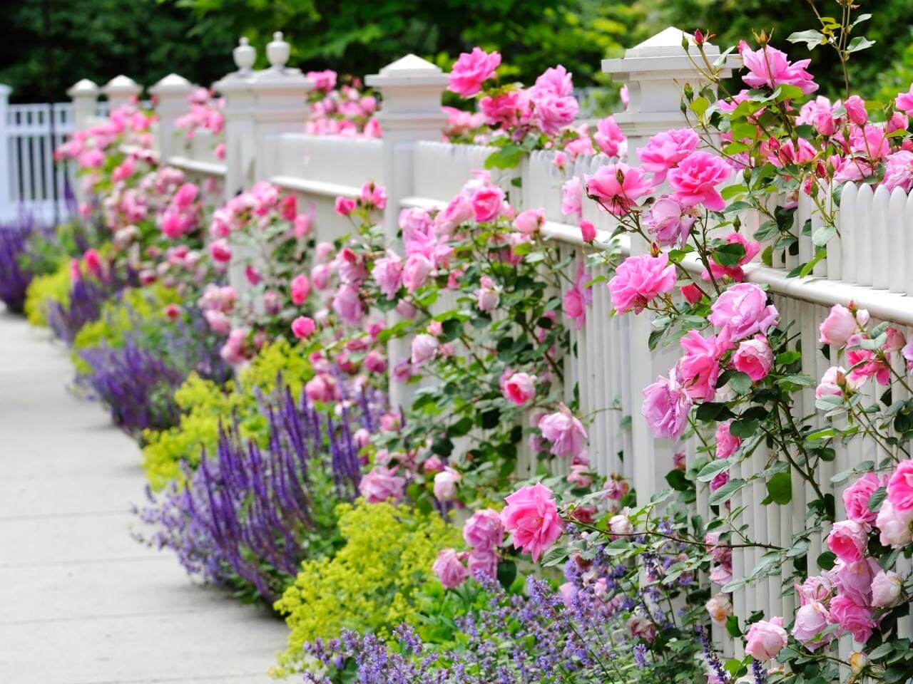 cây cảnh hoa tím thích hợp trồng viền cho không gian ngoại thất sân vườn