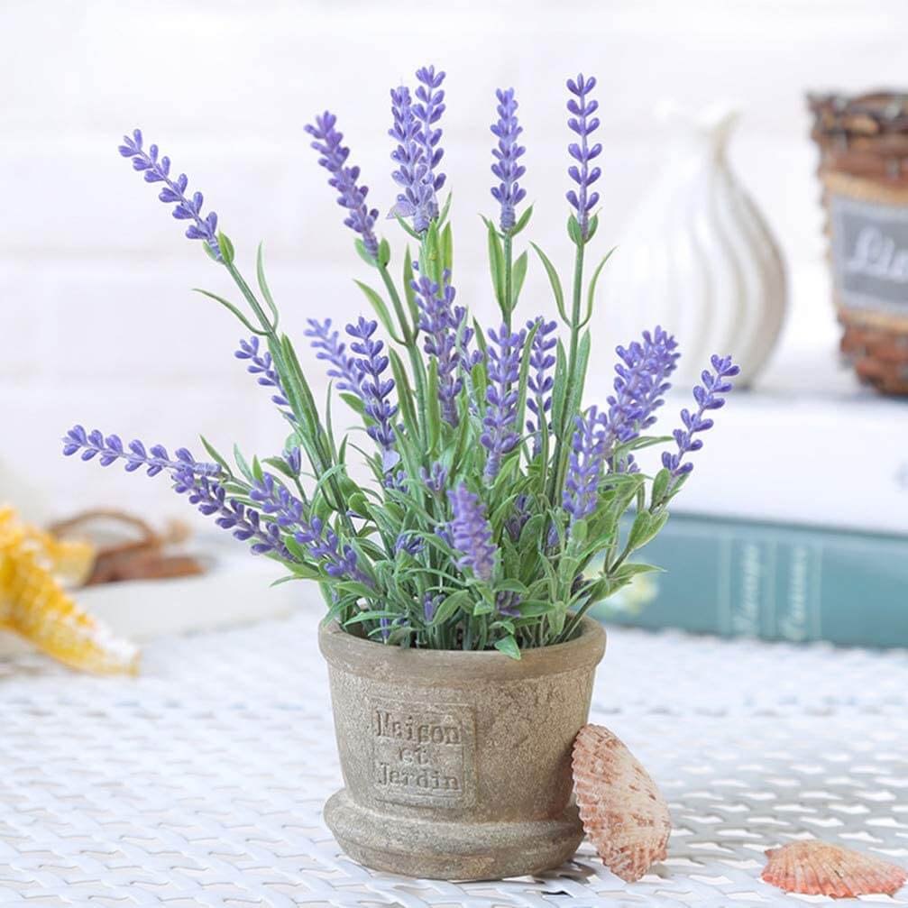 lavender cây có hoa tím đẹp