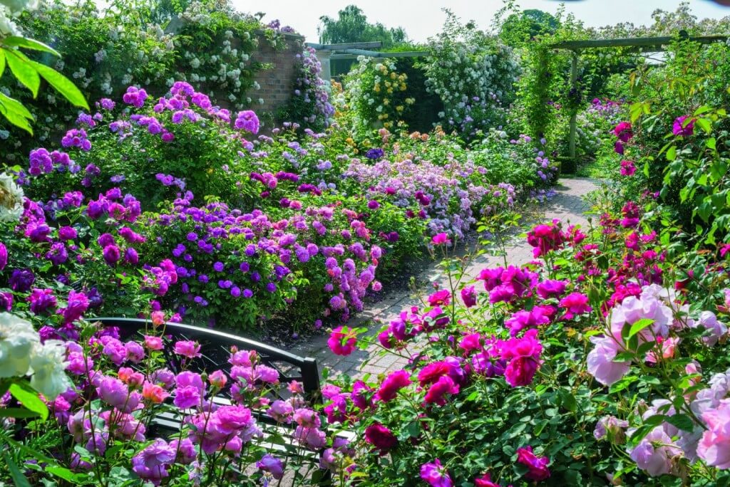vườn cây hoa hồng tím