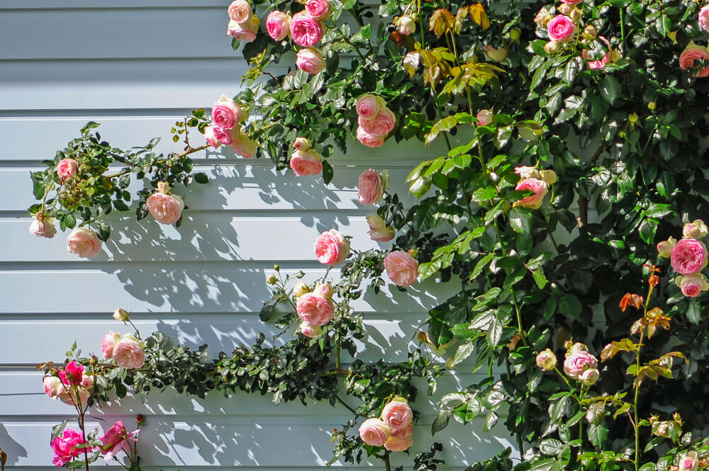 trồng hồng leo vườn tường