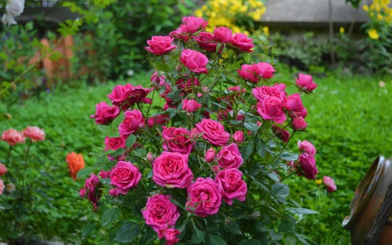 hoa hồng leo trồng sân vườn