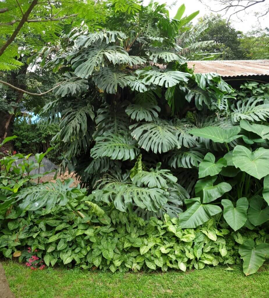 Cây Trầu Bà Nam Mỹ trồng cảnh quan sân vườn