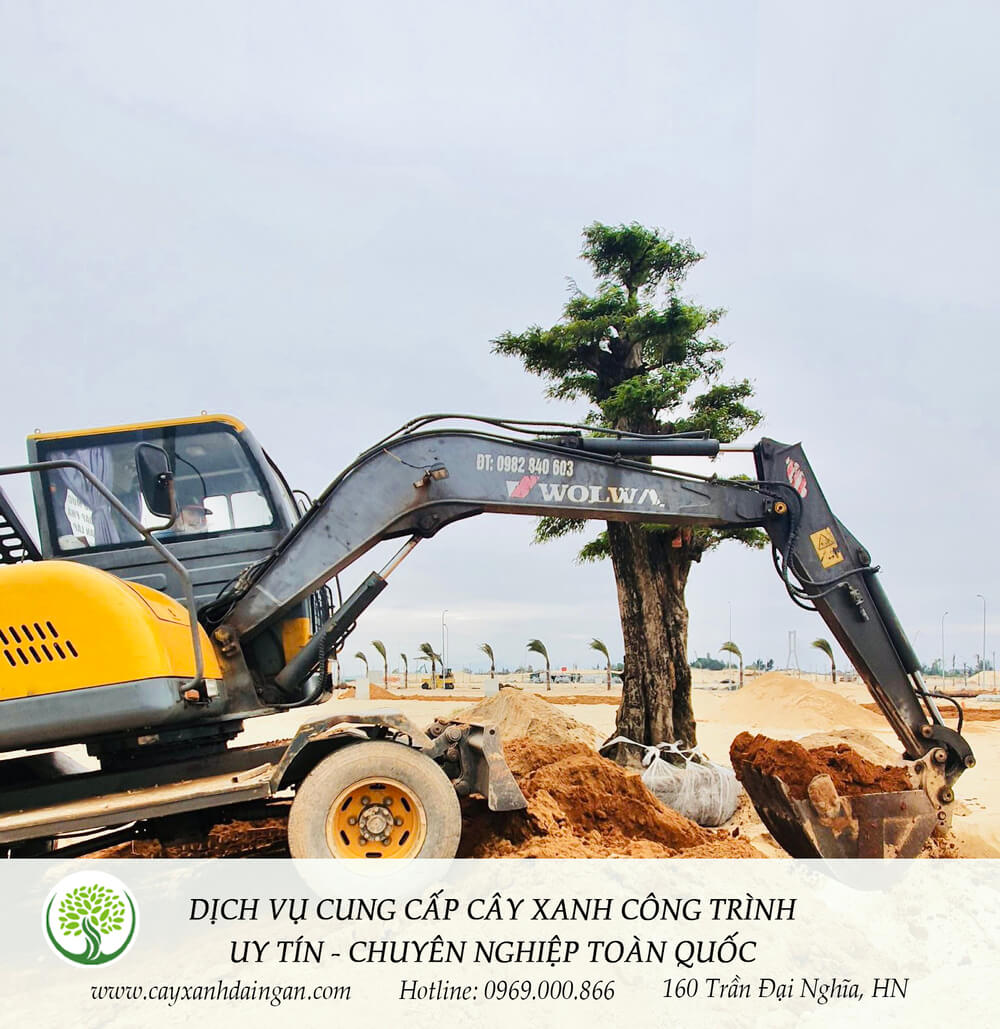 Công ty cung cấp cây xanh công trình uy tín tại Đồng Nai