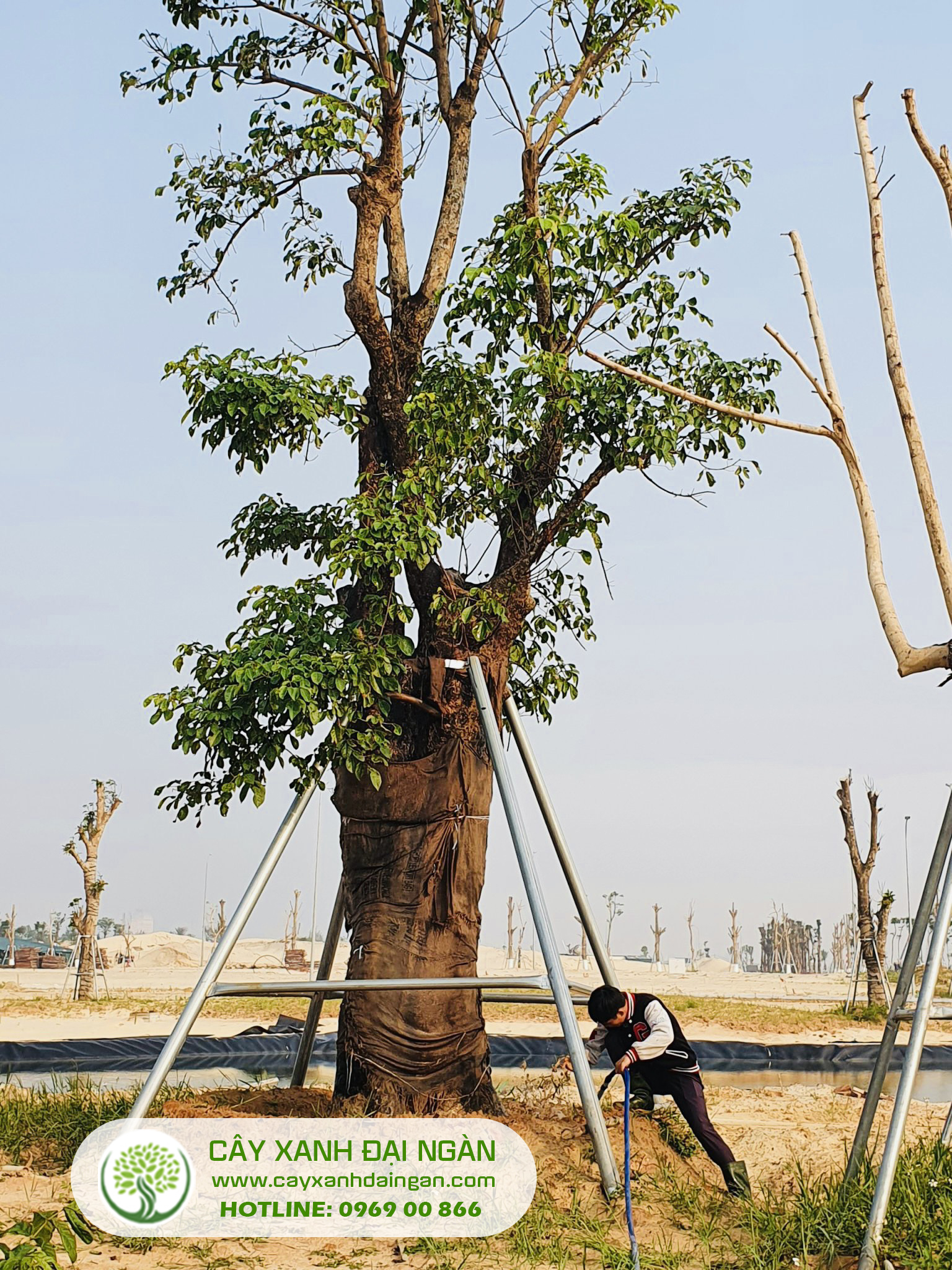 nhà thầu cung cấp thi công cây xanh khu công nghiệp Bắc Giang